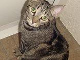 Meiko: A True LOL Cat