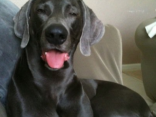 Weimaraners